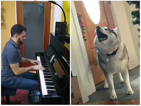 Piano ft. Husky awoooo