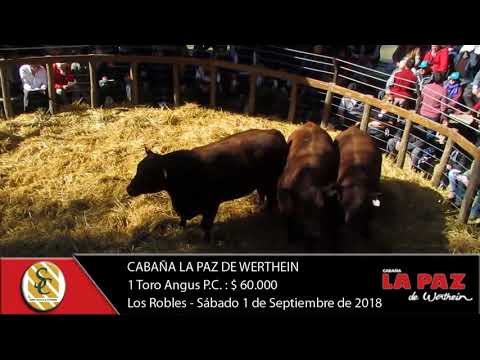 01-09-18 Venta de Toros Angus y Hereford P.P., P.C. y P.R. - Cabaña La Paz de Werthein - La Pampa
