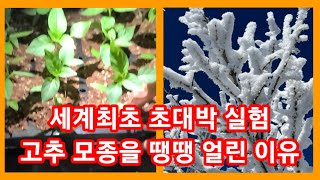 세계최초 초대박 실험 고추 모종을 땡땡 얼린 이유는? 고추 다분지 재배,고추농사 잘 짖는법