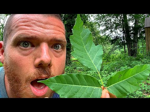EAT POISON IVY | Build Immunity | Heal Allergy | Not A Doctor | Homesteading | Prepping
