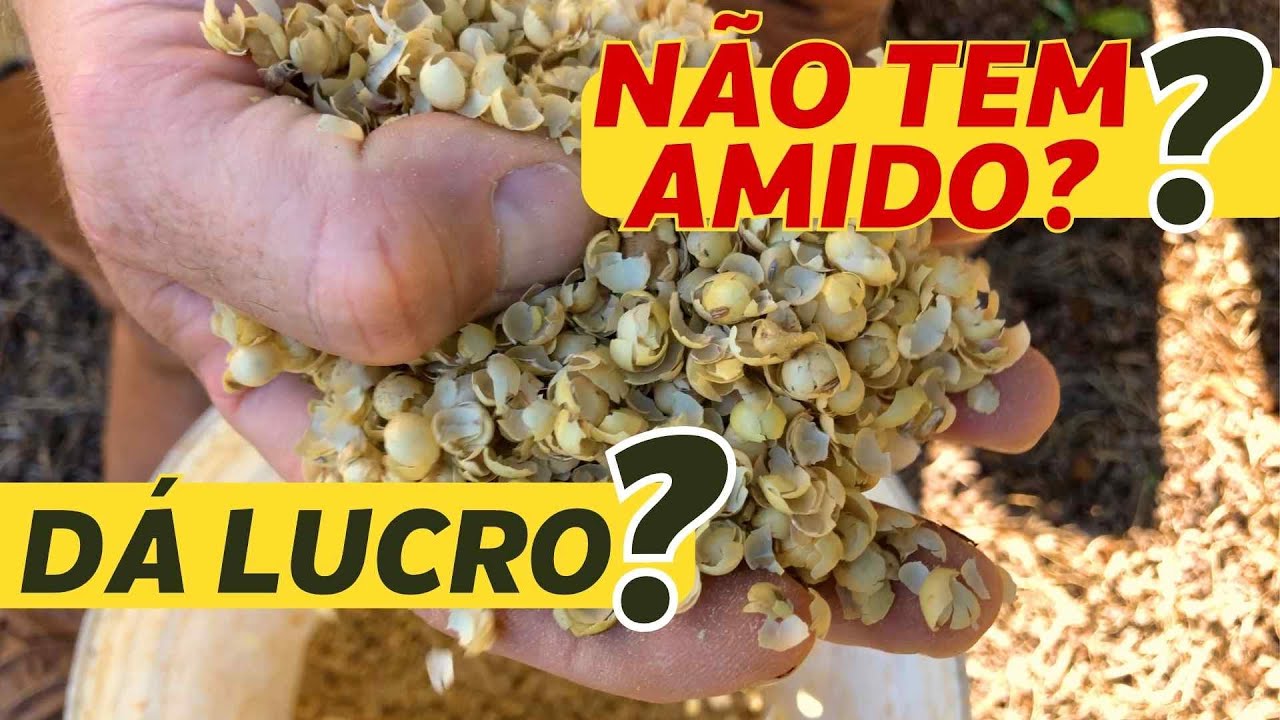 Turbine a silagem com CASCA DE SOJA