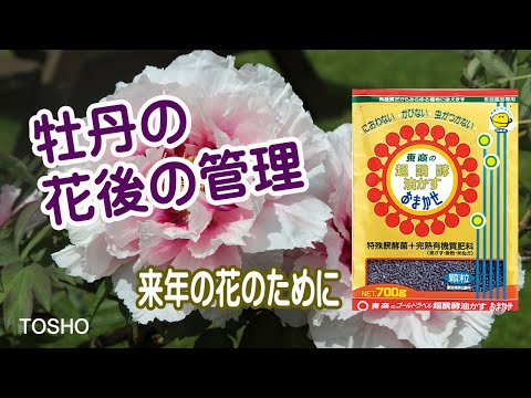 冬の牡丹の世話はどうすればいいですか？彼らを守るための手順を見つけてください!  庭園