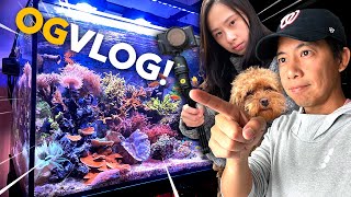 NIGHT ATTACK! 😈 How I FEED Corals! Water change, coral frag & mount! Neat Aquatics Limpet Pump Guard