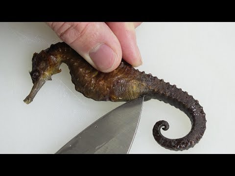 download lagu mp3 mp4 Seahorse Cooking, download lagu Seahorse Cooking gratis, unduh video klip Seahorse Cooking