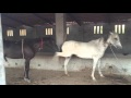 Horse Mating