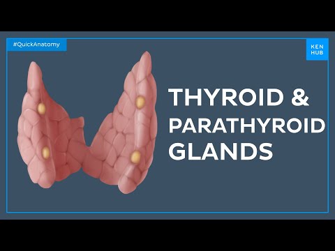 Anatomy of the thyroid and parathyroid glands - Quick Anatomy | Kenhub