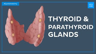 Anatomy of the thyroid and parathyroid glands - Quick Anatomy | Kenhub