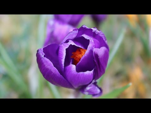 YouTube video about: Which best describes the earliest land plants?