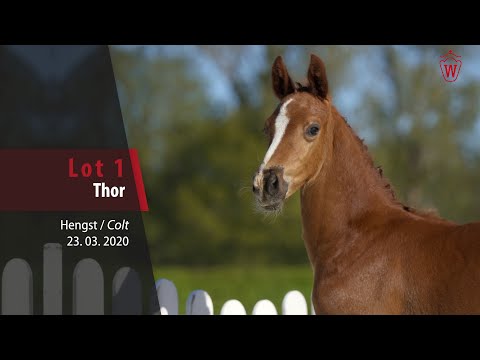 01 Thor Hengst v. Taloubet Z - Cornet Obolensky