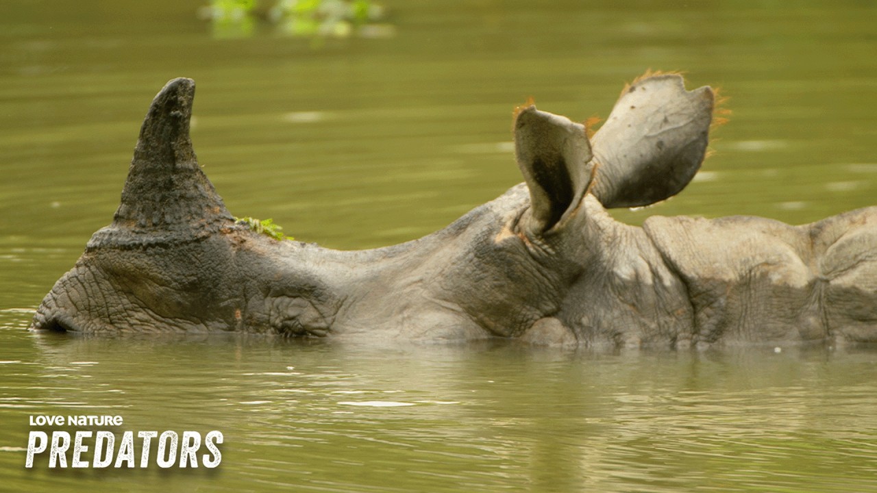 Land of the Secret Rhino | Into The Wild: India 102