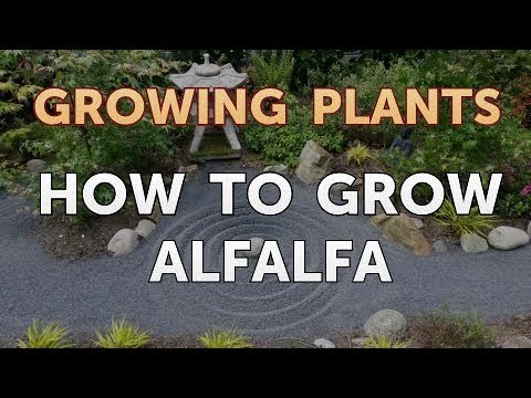 How to Nurse a Dying Ivy Plant Back to Life