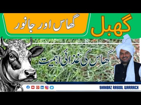 Khabal Khass || Star Grass || Grass for Animals || Hay || Silage || Grass Specifications