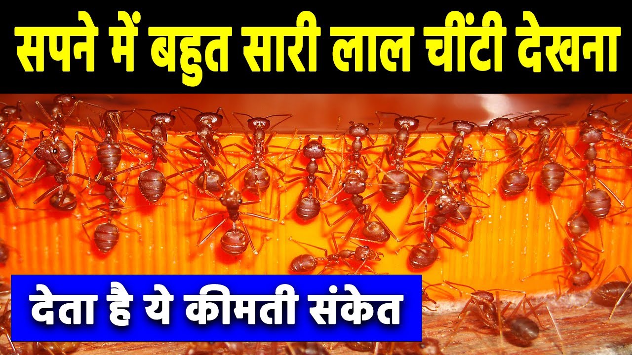 Sapne me lal chitiya dekhna | seeing red ant in dreams | lal chiti ka sapna dekhna kaisa hota hai