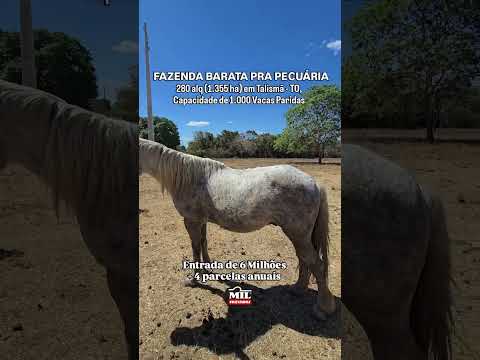 FAZENDA MONTADA PARA PECUÁRIA 280 ALQUEIRES (1.355 HA) TALISMÃ - TO # #fazendaavenda #tocantins