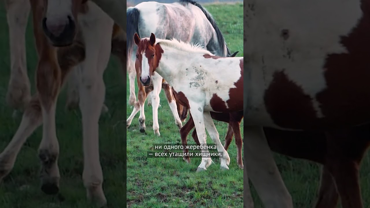 Почему погибли все жеребята в кыргызском селе?