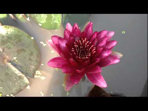 BLACK PRINCESS WATER LILY