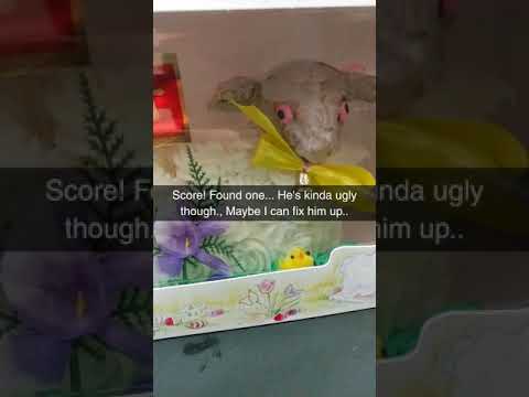 download lagu mp3 mp4 Easter Lamb Cake, download lagu Easter Lamb Cake gratis, unduh video klip Easter Lamb Cake