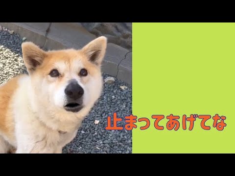 ワンワンU・x・Uお悩み相談室2️⃣4️⃣〜若狭町「ラムちゃん」🐶#横断歩道は歩行者優先 #交通指導員さんいつもおっきん❣️