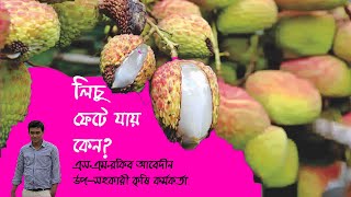লিচু ফেটে যাওয়ার কারন