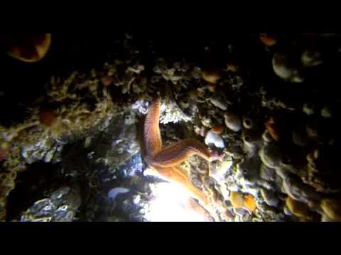 Scuba diving in Saltstraumen, North-Norway / Buceo en Saltstraumen, Noruega del Norte