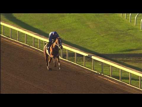 I'm a Chatterbox Works Oct. 4, 2016 at Keeneland