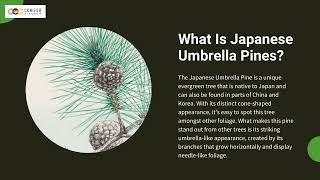 Under the Umbrellas of Nature: Exploring Japanese Umbrella Pines