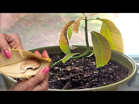 , title : 'How to Grow Mango From Seed | Easy tips to grow mango seed Faster - Gardening Tips'