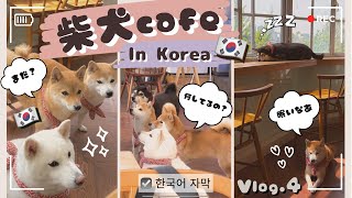 【韓国Vlog】｜🇰🇷韓国の柴犬カフェ🐕︎ 시바견에게 둘러싸인 하루 🐕