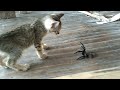 CAT VS TARANTULA