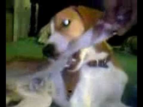 10-01-26_ ( Skipy )_02.3gp