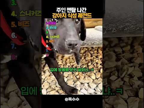 주인 멘탈 나간 강아지 식성 레전드