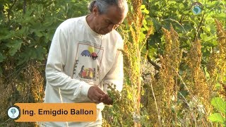Emigdio Ballon comparte sus conocimientos sobe la Quinua