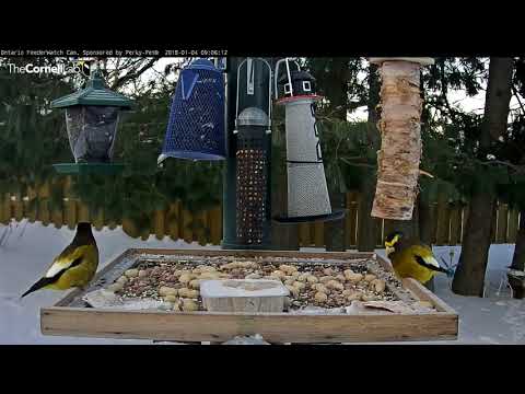 Male Evening Grosbeaks Survey Ontario Feeders – Jan 4, 2017