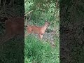 whitetail doe bleat sound from deer call. hello deer😱🦌🥰#deer