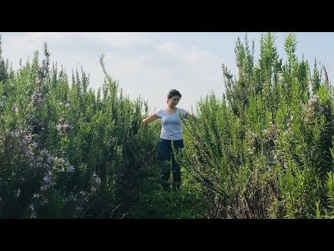 医療ビジネス薬科学科 YouTubeハーブの愛ちゃんねる「アーユルヴェーダ式ローズマリー白湯がすごい！」動画へのご質問にお答えします