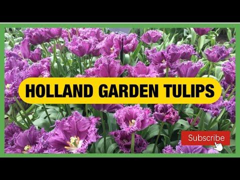 KEUKENHOF GARDEN IN HOLLAND
