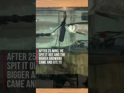 Arowanas attack live mouse!