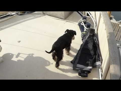 Dutch Kotter 12.75m Altena cruiser Twinn engine - Boatshed - Boat Ref#231104