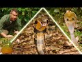 COBRA CREATURE POWERS King Cobra Vs Spectacled Cobra