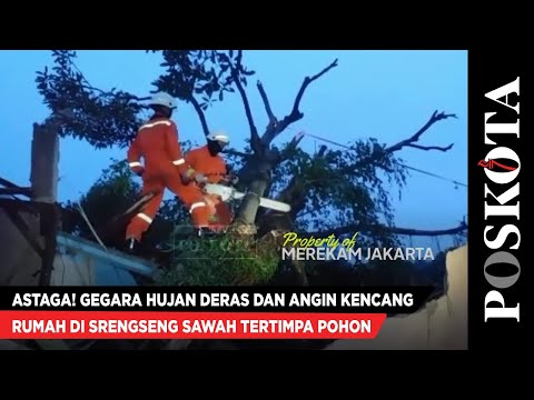 Astaga! Gegara Hujan Deras dan Angin Kencang, Rumah di Srengseng Sawah Tertimpa Pohon