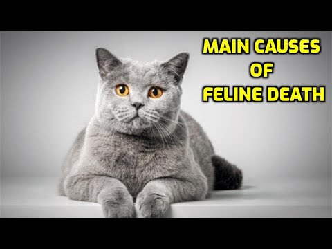 10 Most Common Causes Of Death In Cats