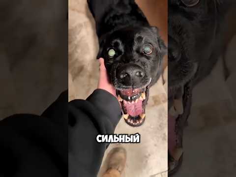 Самые кусячие собаки 🤯 #шортс #обзор