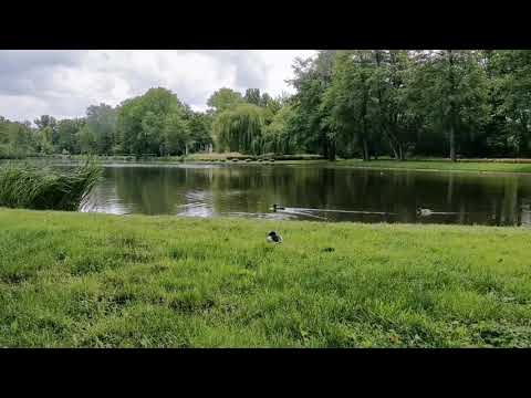 Zielono i pięknie w Parku nad Stawami w Oleśnicy