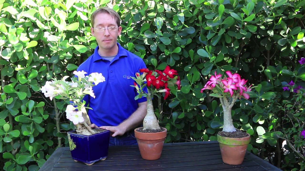 How to Grow Desert Rose