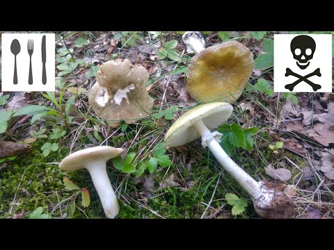 Comparison: Russula aeruginea vs Amanita phalloides