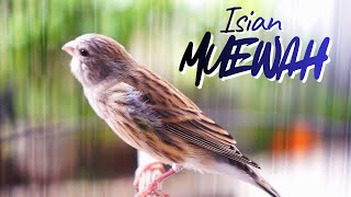 Download lagu MATERI ISIAN MUEWAH JUARA - MASTERAN KENARI ISIAN BLACKTHROAT GACOR DURASI PANJANG JERNIH KRISTAL mp3