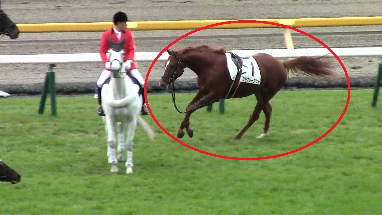 なかなか捕まらない。暴れる馬はかわいいものだ。