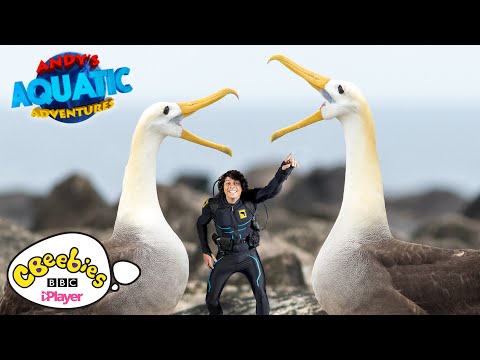 振られたアホウドリ｜アンディの水の冒険｜CBeebies (The Waved Albatross | Andy's Aquatic Adventures | CBeebies)