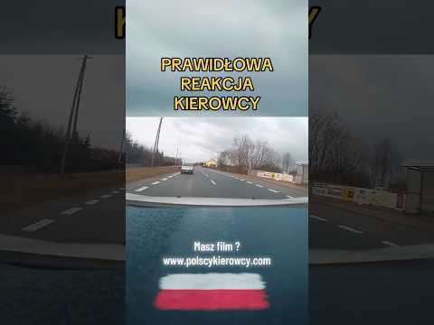 Test łosia na polskiej drodze! Zimna głowa ratuje przed wypadkiem #droga #bezpieczeństwo #traffic