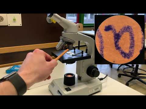 The light microscope - How to: proper microscopy